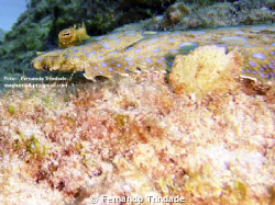 A nice "linguado lunado". That's it's name in portuguese.... by Fernando Trindade 